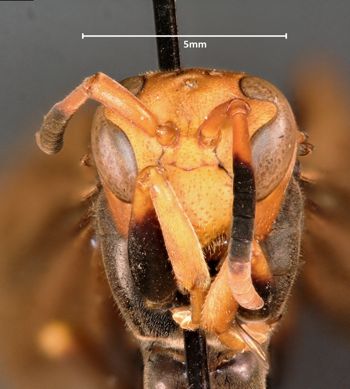 Media type: image;   Entomology 33135 Aspect: head frontal view